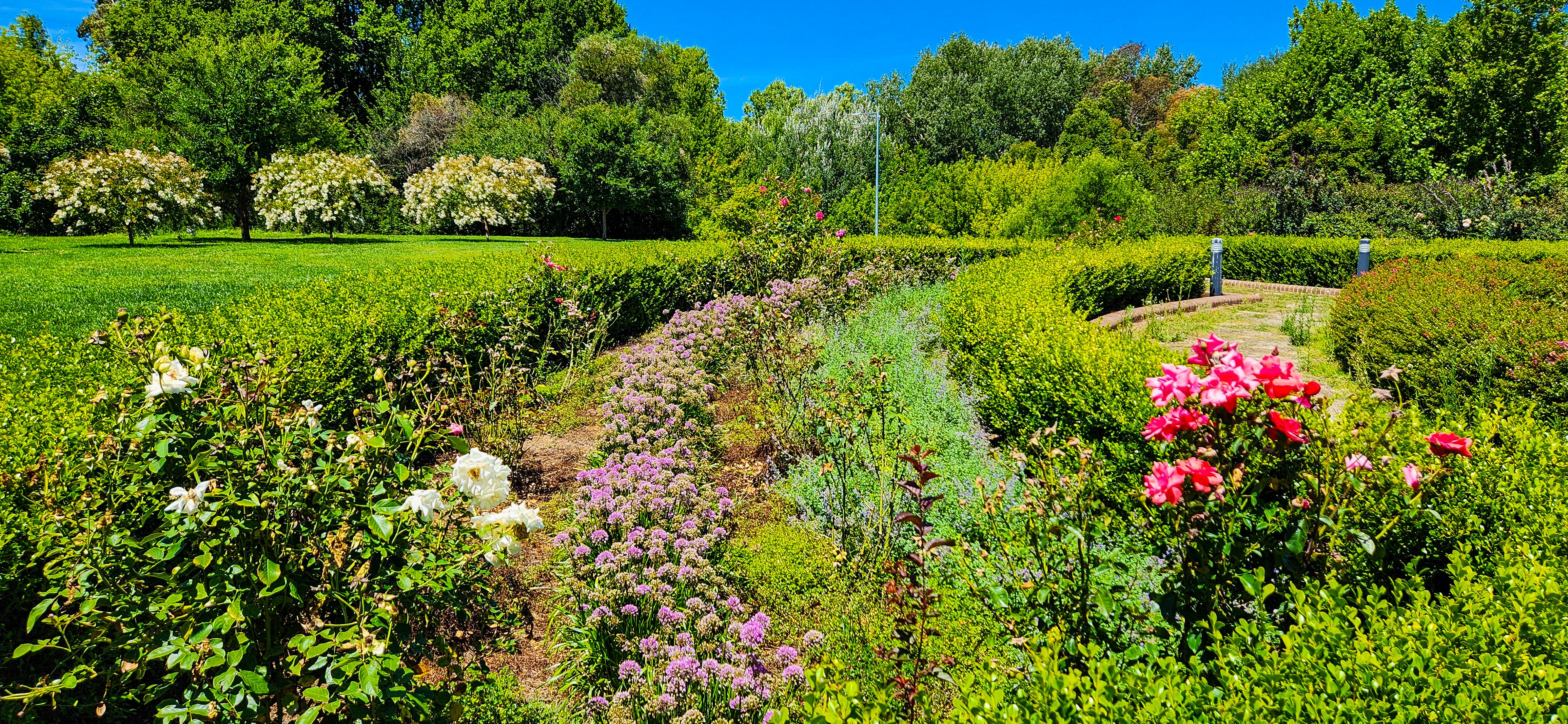Rose Display in Khancoban Rose Garden
